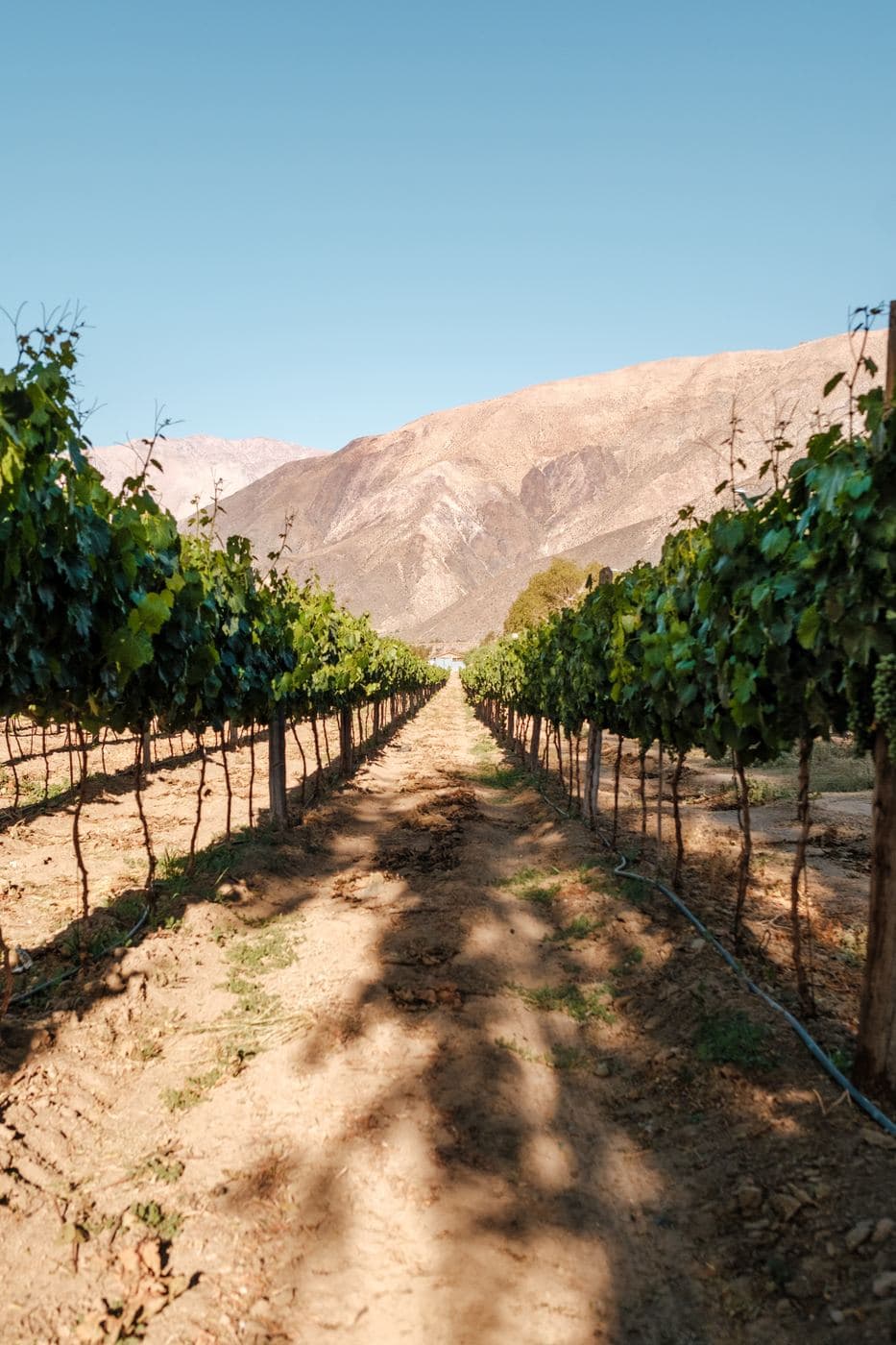 Filas de viñedo con montañas áridas de fondo