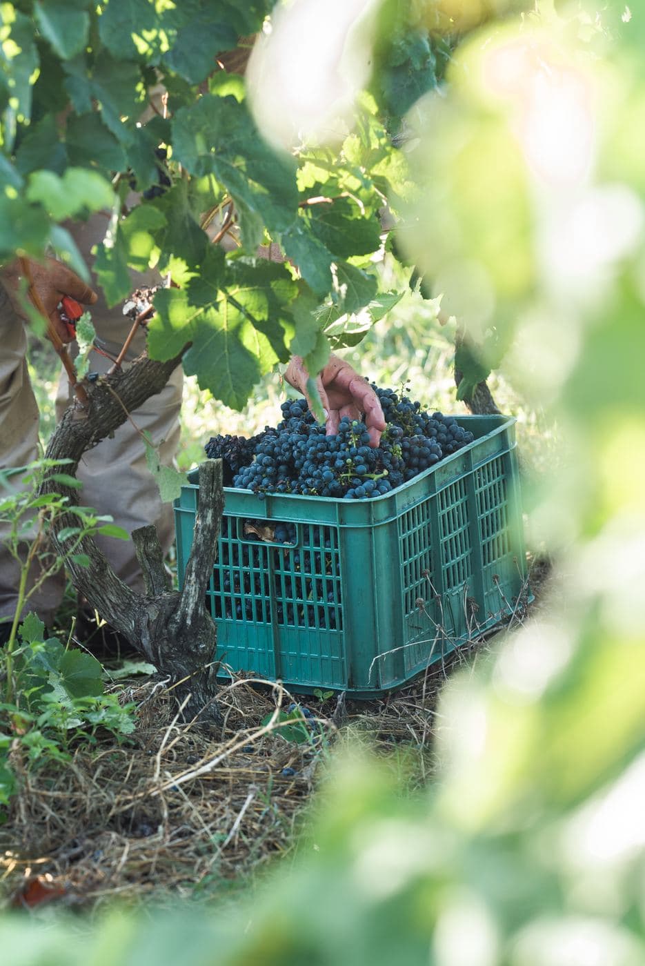 Cosecha de uvas tintas en cajón de plástico entre las vides